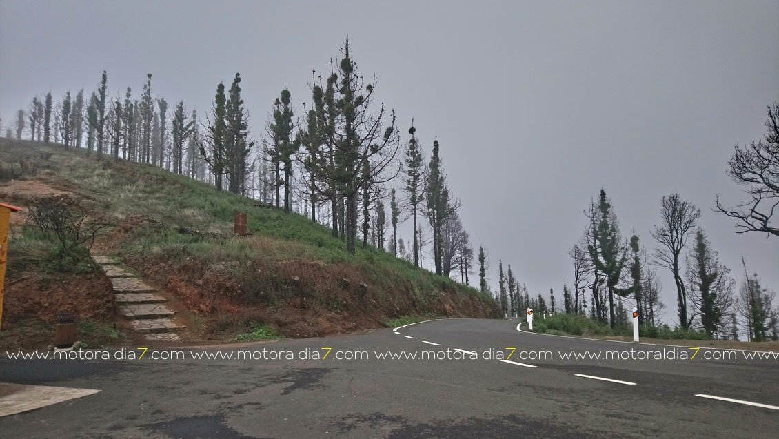 Acción solidaria de la FALP para contribuir a la reforestación de Gran Canaria